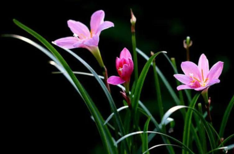 冷门好听的花名及花语（小众又惊艳的花）