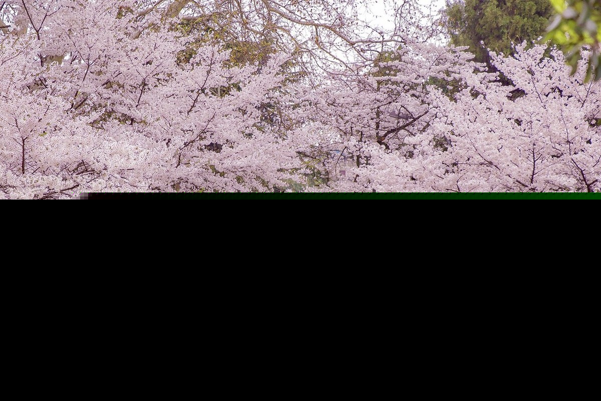 花月正春风全诗（关于描写春天的古诗句）