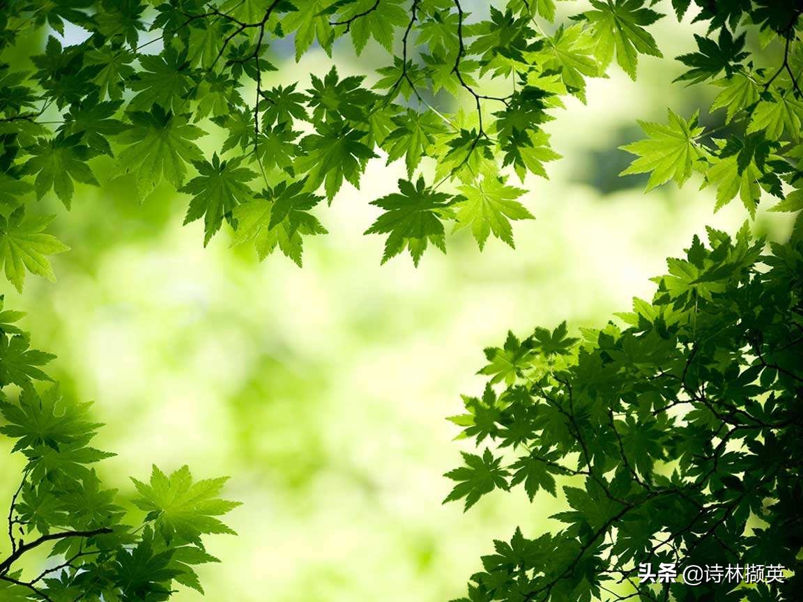 带叶字的诗句有哪些（带叶的好寓意的诗句）