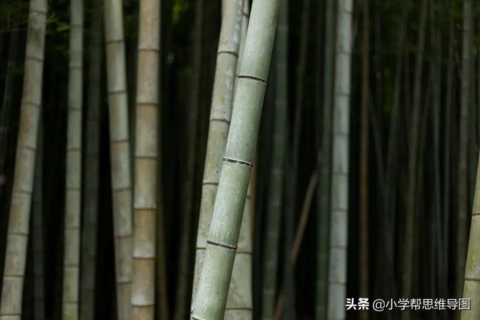 竹子的外形描写的段落（赞美竹子精神的诗句）