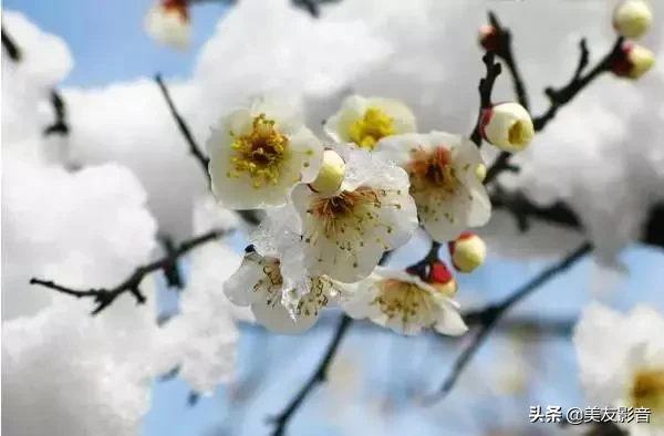 咏梅诗词精选赏析（著名梅花诗词赏析）