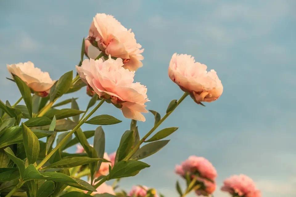 春节的句子短句唯美（关于描写春节的优美句子）