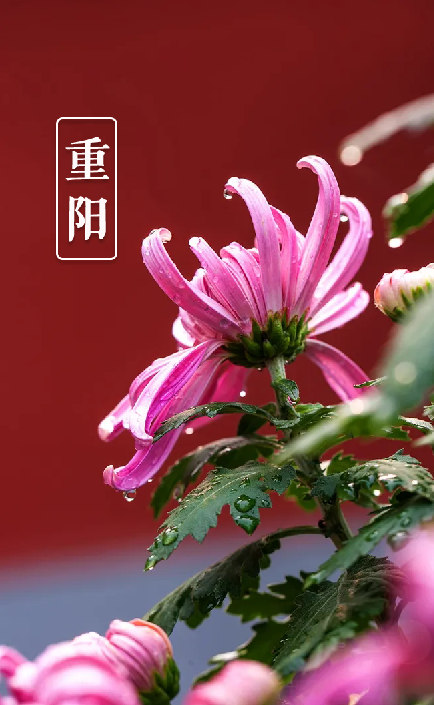 重阳节诗句有哪些（重阳节尊老敬老的名言佳句）