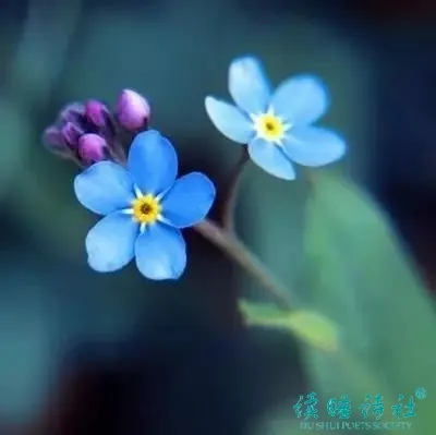 戴望舒的诗有哪些（戴望舒的诗歌精选）