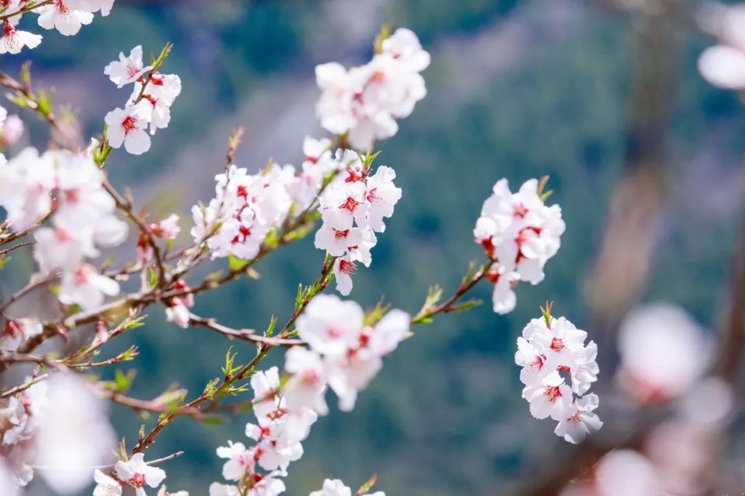 赞美桃花的诗词有哪些（描写桃花的诗词名句）