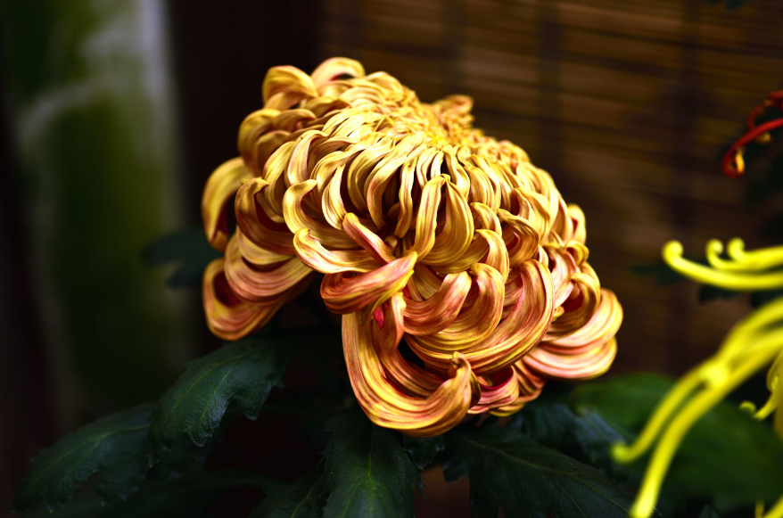 菊花古诗有哪些（赞美菊花的诗句分享）