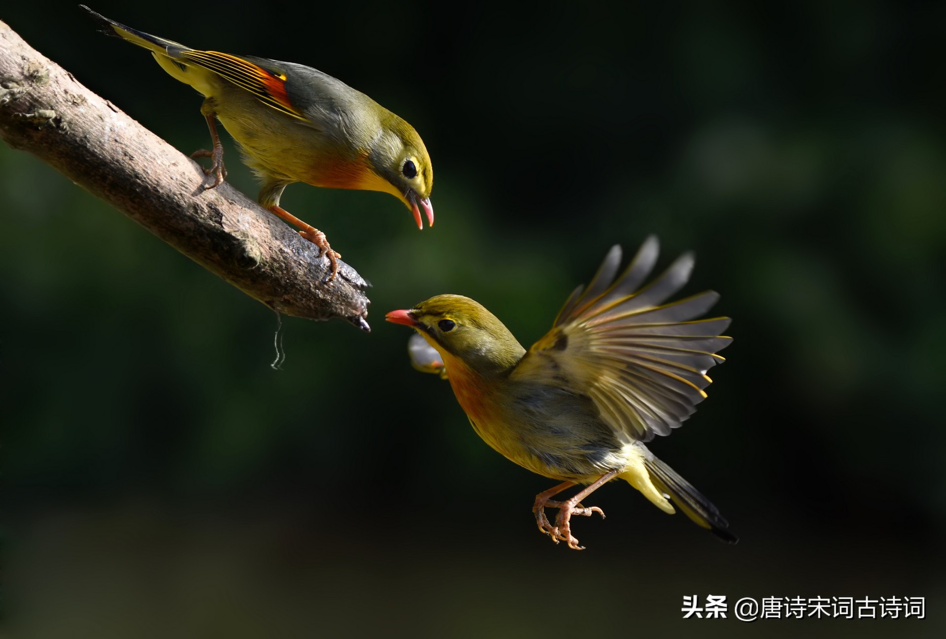 关于动物的古诗有什么（描写动物的诗词欣赏）