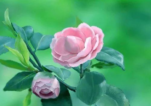 赞美山茶花的诗句（茶花的名言名句）