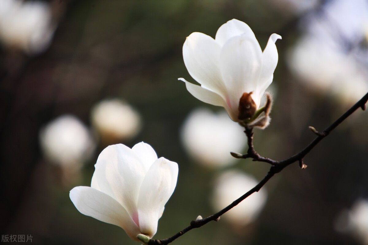 花文案短句干净治愈（关于花的治愈系文案）