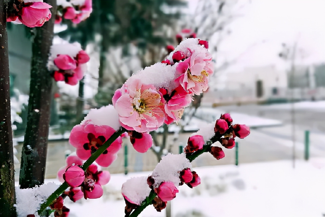 赞美雪的句子简短（关于下雪的诗词欣赏）