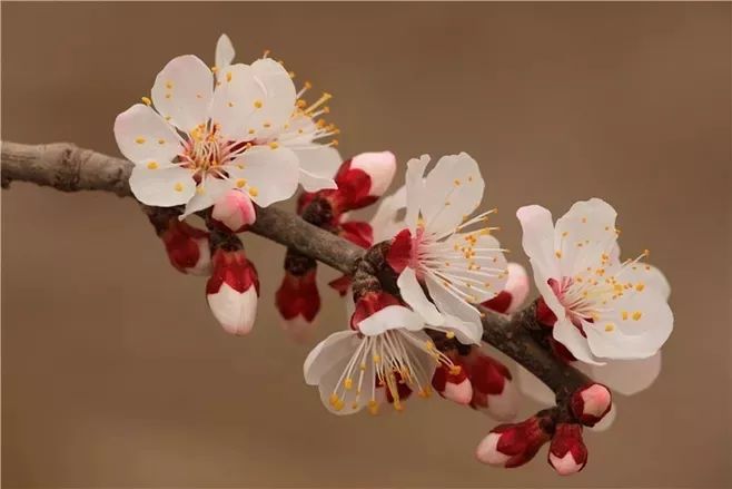 关于杏花的诗句有哪些（赞美杏花的诗句欣赏）