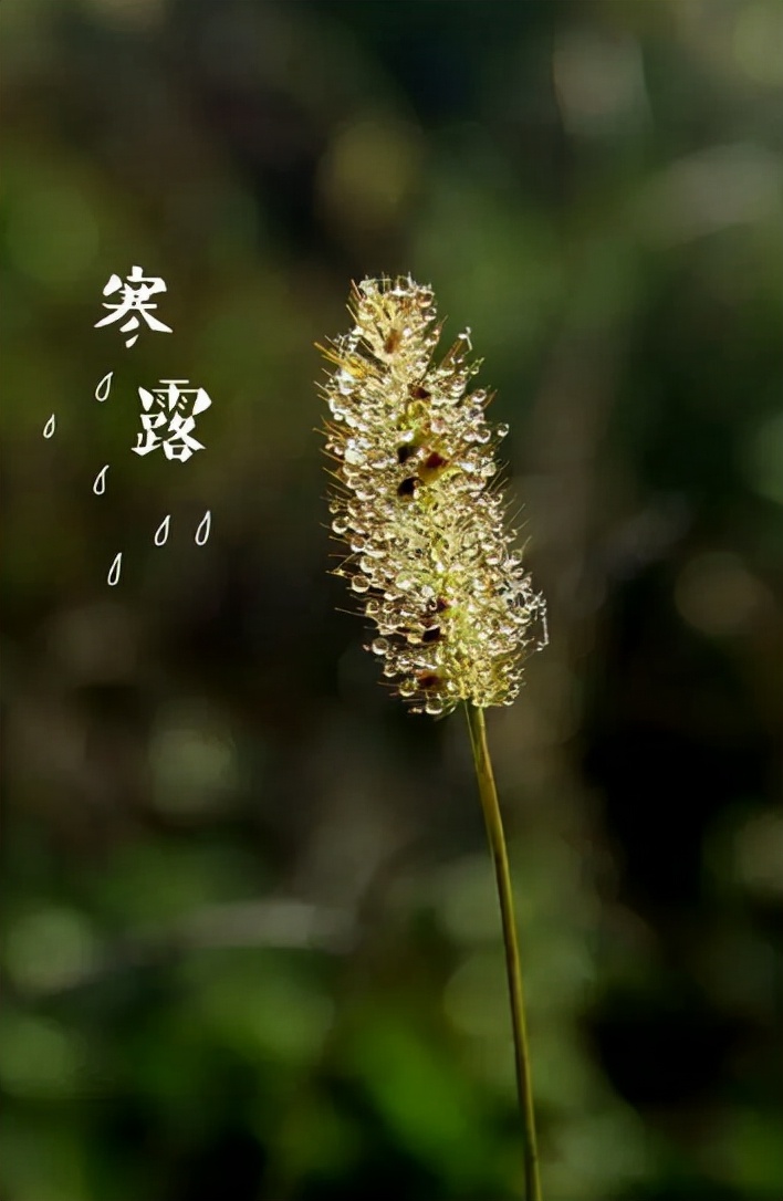 关于寒露的句子（描写寒露节气的诗句）