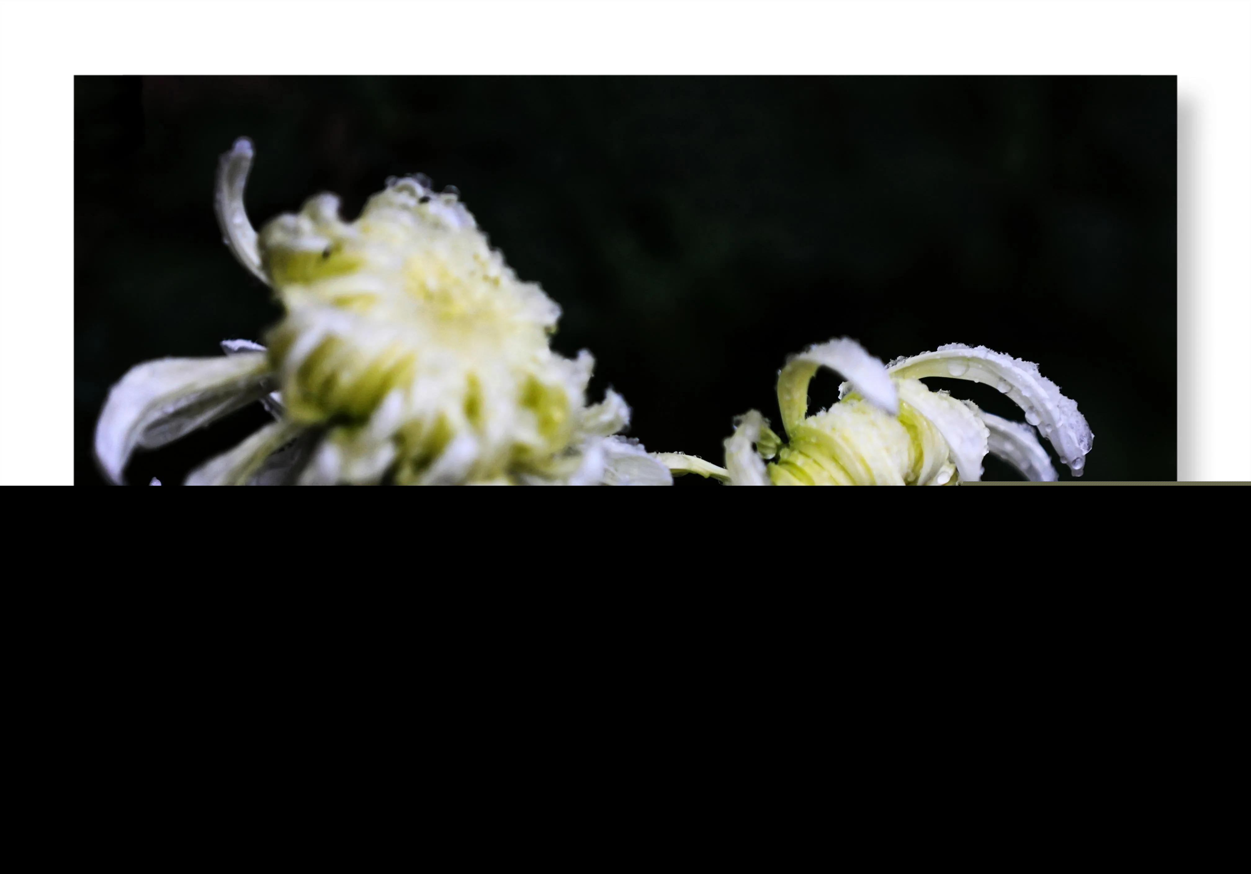 菊花的品格和志向（赞美菊花的品质和精神）