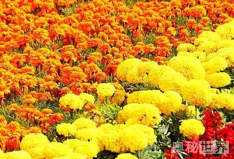 花团锦簇是什么意思（花团锦簇的成语解释及造句）