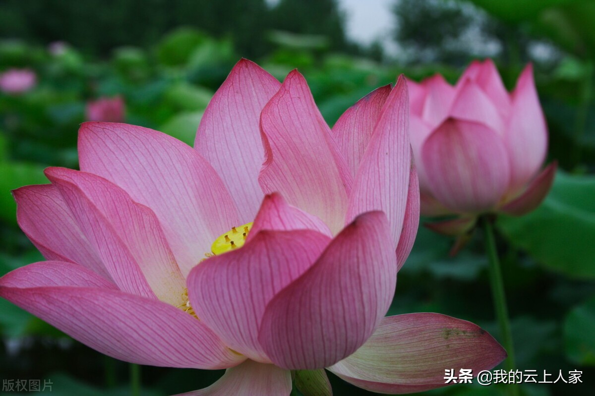 荷塘月色读后感600字（荷塘月色读书笔记感悟）
