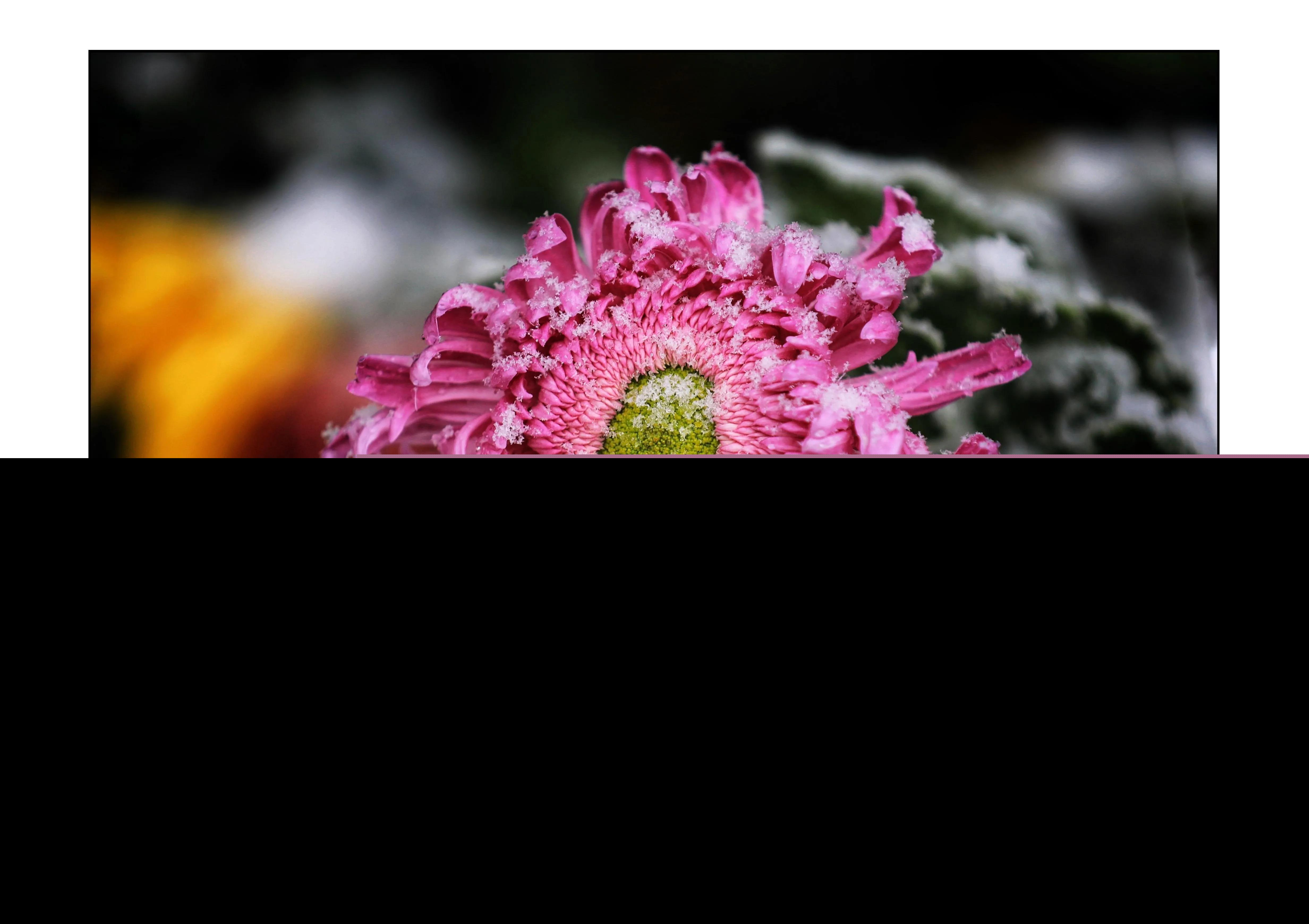 菊花的品格和志向（赞美菊花的品质和精神）