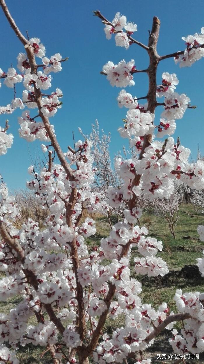 孤芳自赏的诗句（孤芳自赏淡泊名利的诗句）