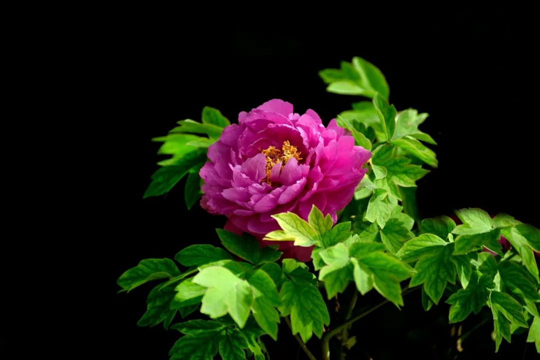 春天赏花的优美句子（赞美春天赏花的好词句）