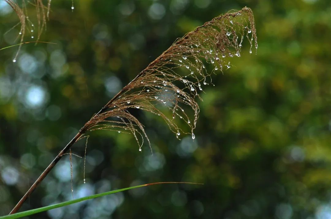 写秋雨的诗句古诗词（古典文学与诗词）