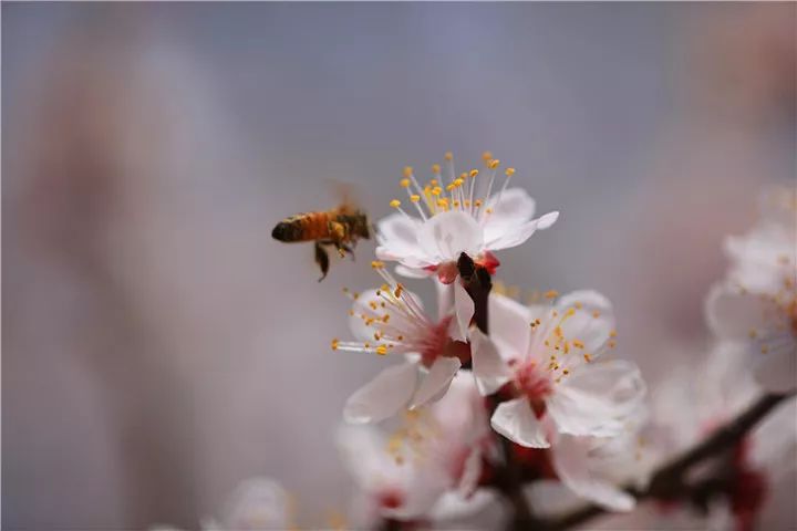 关于杏花的诗句有哪些（赞美杏花的诗句欣赏）