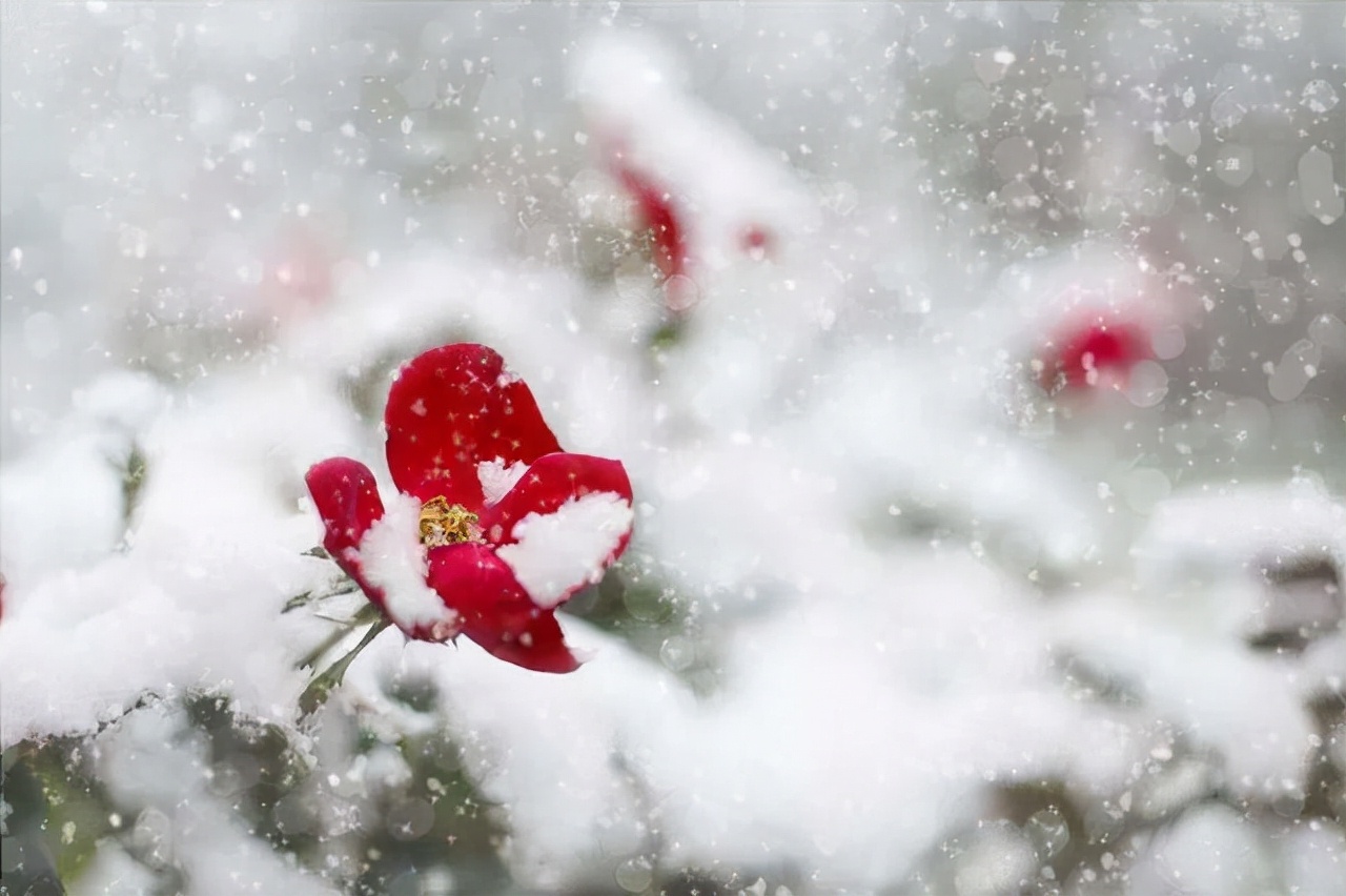 第一场雪的句子短句唯美（雪景句子唯美简短伤感）