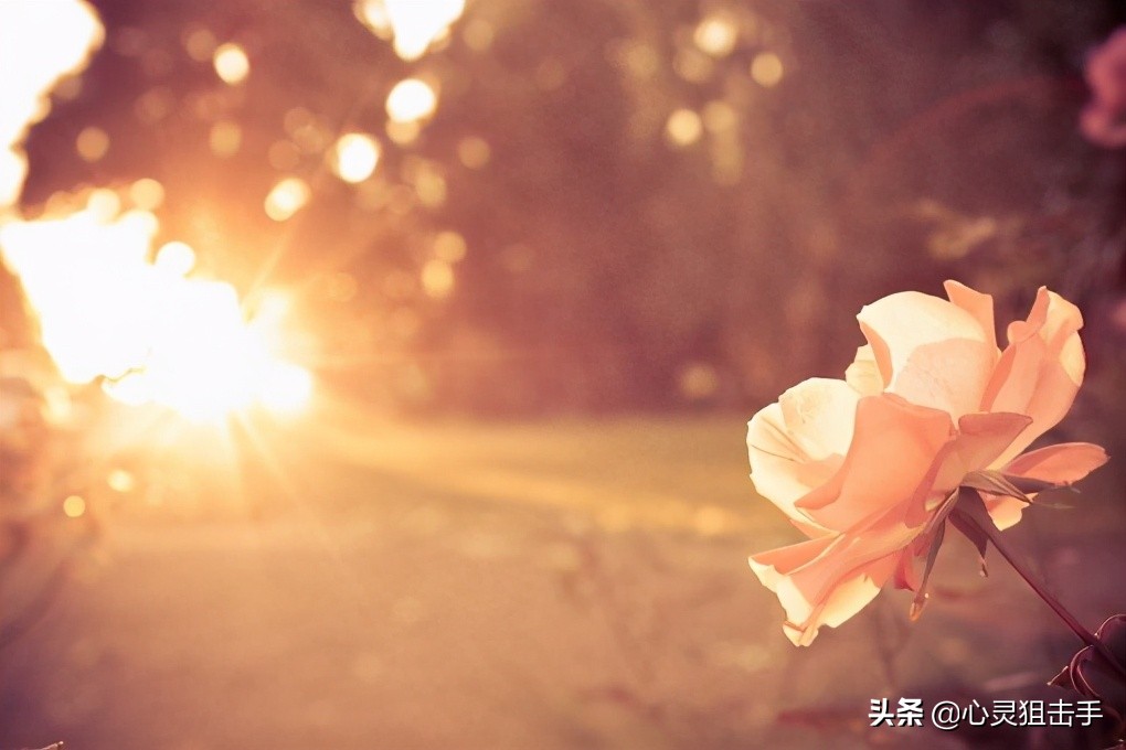 古风唯美句子爱情（古风唯美浪漫的句子）