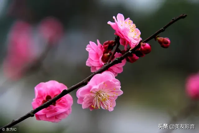 咏梅诗词精选赏析（著名梅花诗词赏析）
