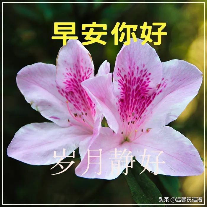 周一祝福短信最温馨的话语（周一问候语简短一句话）