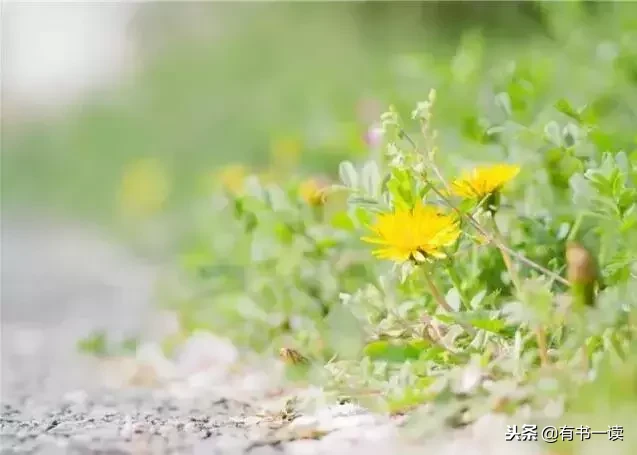 席慕蓉十首经典诗词（现代诗席慕容最经典）