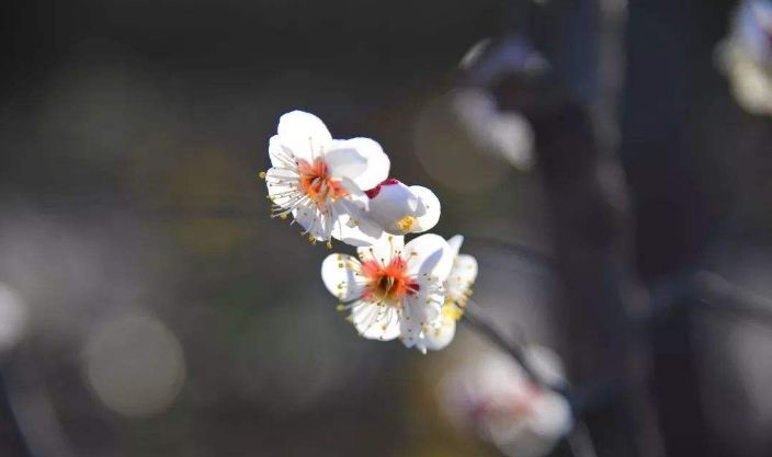 梅花诗词大全白梅（咏白梅的精美诗句 ）