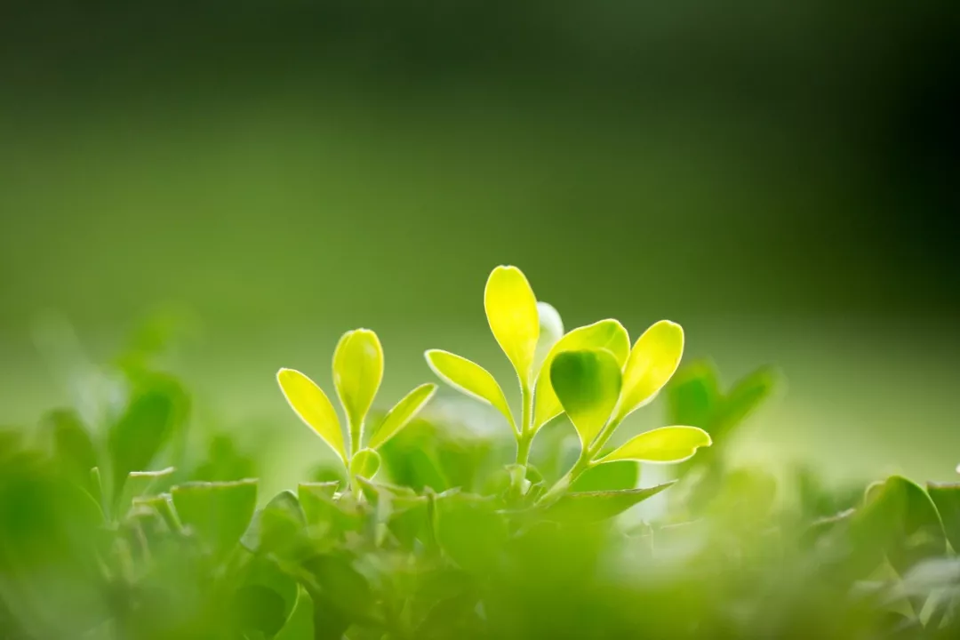 与春天有关的成语（形容春暖花开的成语）