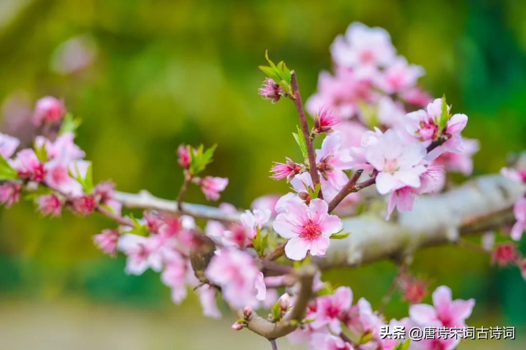 春风花草香全诗（关于春风的诗句古诗词）