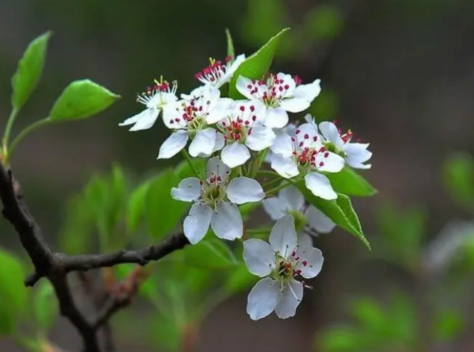 梨花的诗句有哪些（关于描写梨花的诗句）