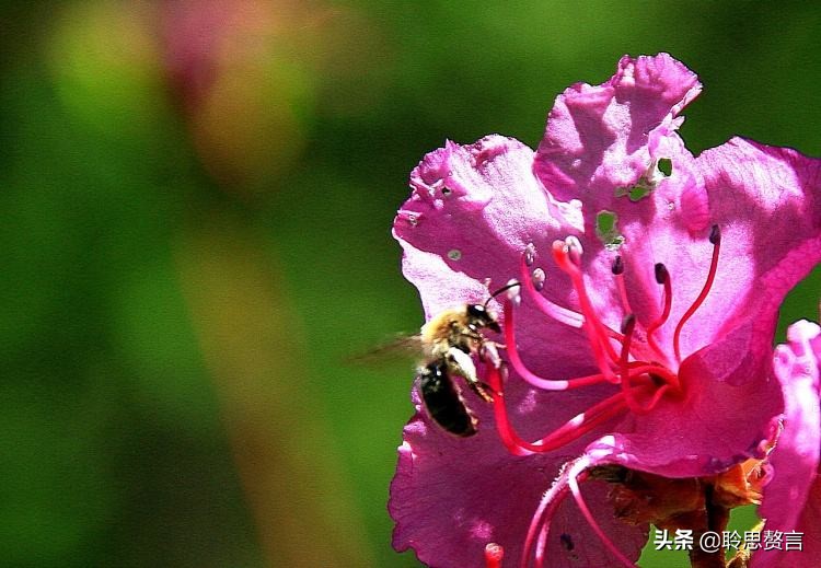 写杜鹃的诗句有哪些（赞美杜鹃的诗句古诗鉴赏）