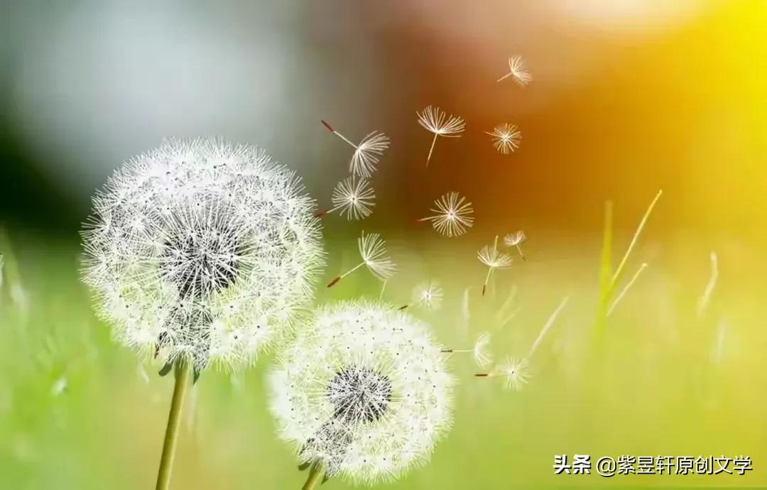 关于蒲公英的唯美句子（描写蒲公英的优美段落）