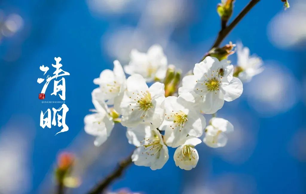 清明节诗句古诗大全（描写清明节的句子佳句）