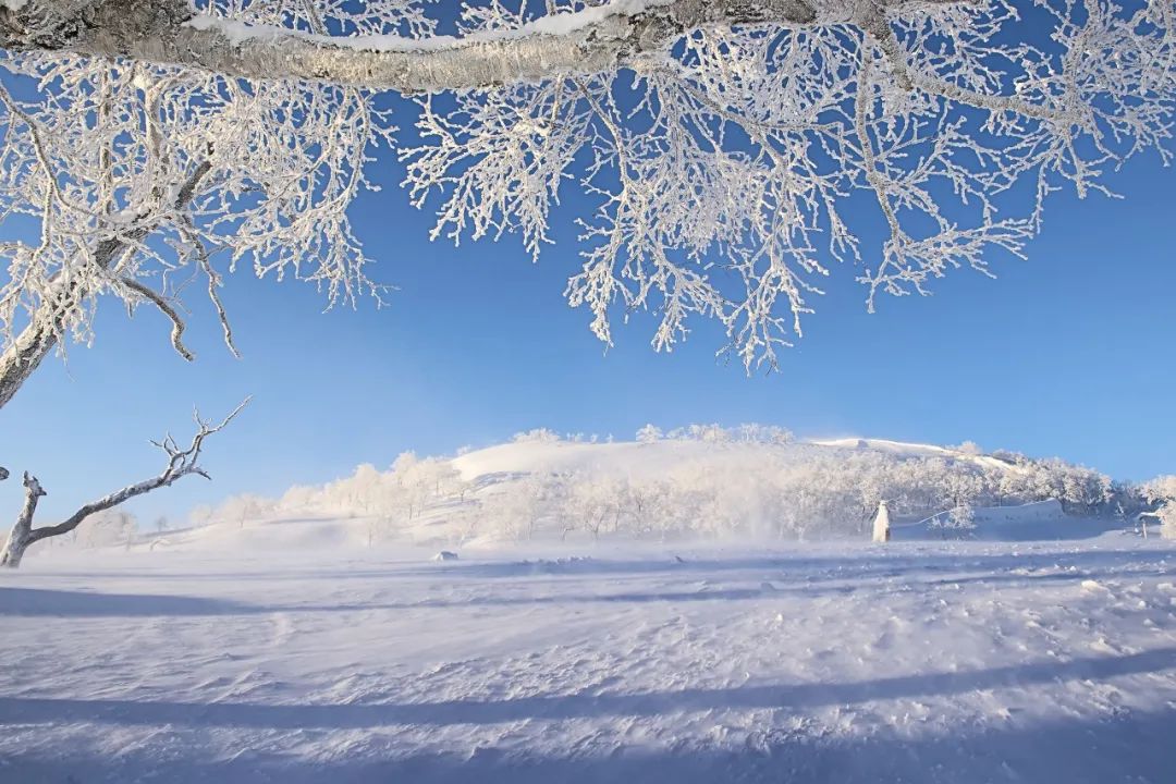 描写雪的诗句古诗（专门描写雪的诗句）
