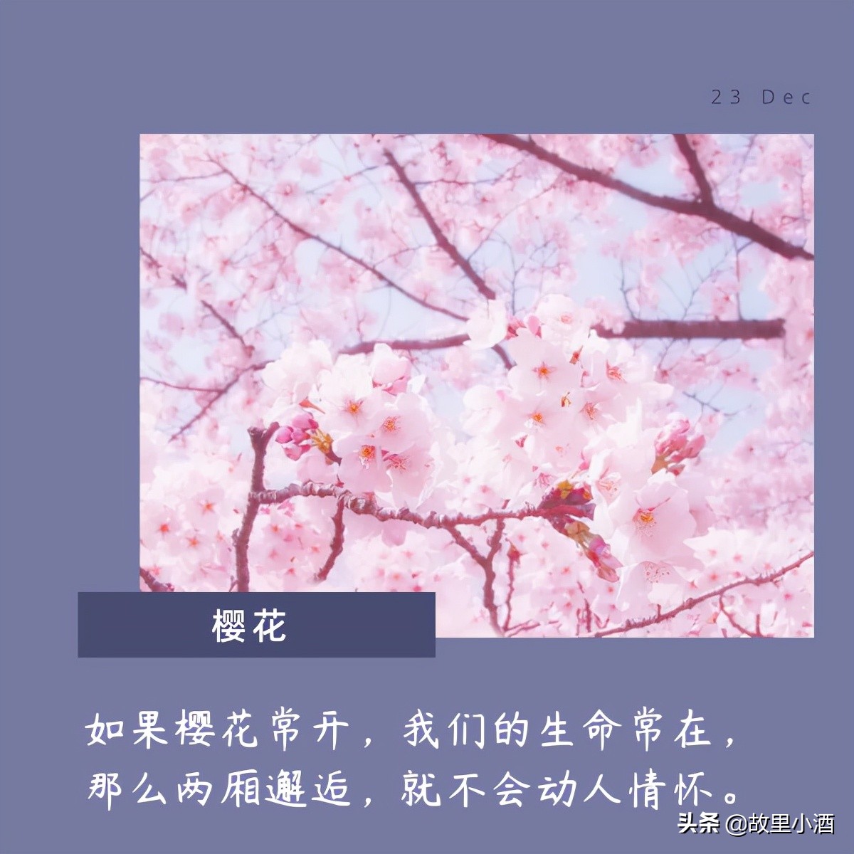 花的句子唯美短句（欣赏花的优美句子）