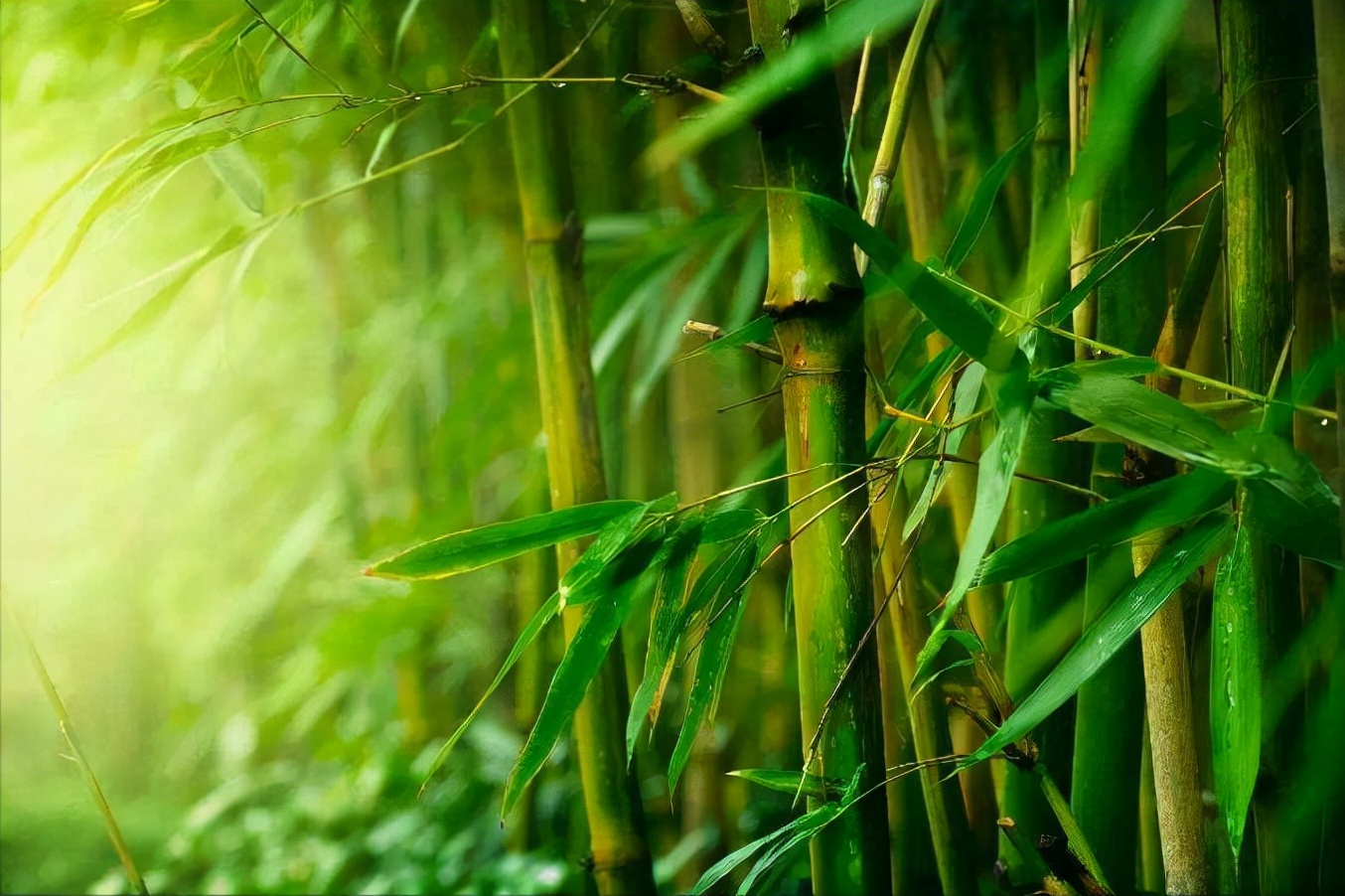 托物言志的诗句古诗（运用托物言志的古诗欣赏）