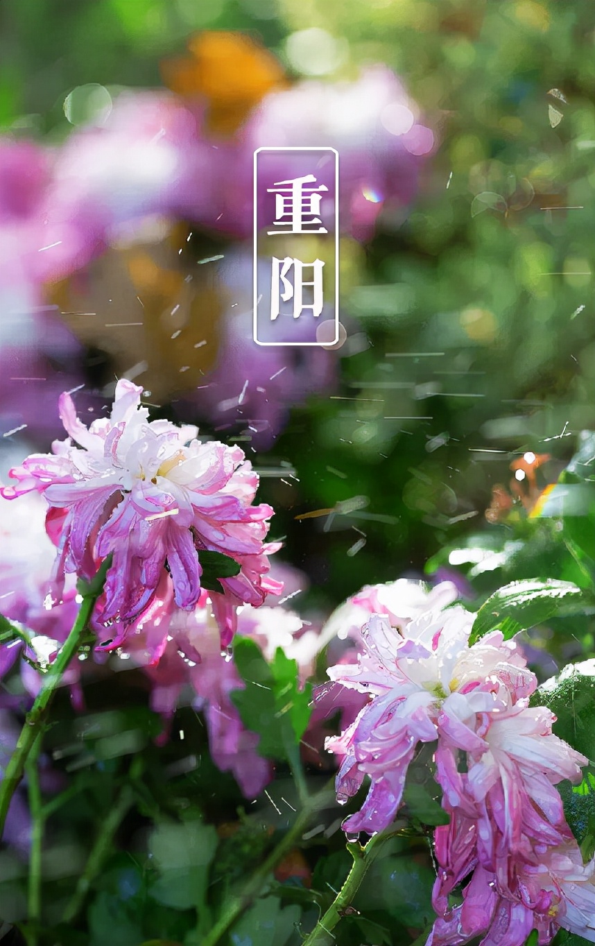 关于重阳节的诗句有什么（描写重阳节的古诗词欣赏）