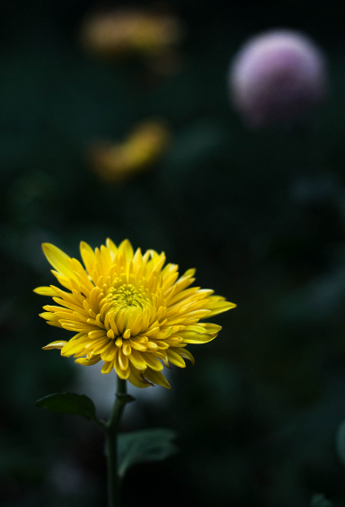 写菊花的诗句有哪些（描写菊花的诗词欣赏）