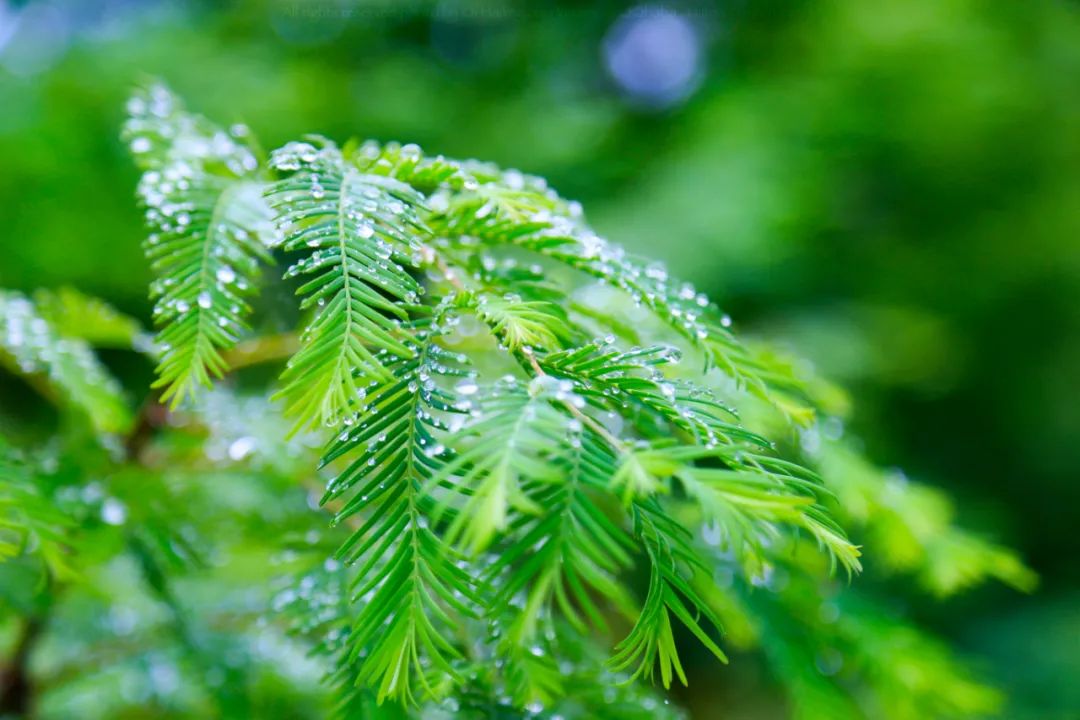 关于雨的诗有哪些（描写雨景的古诗词欣赏）