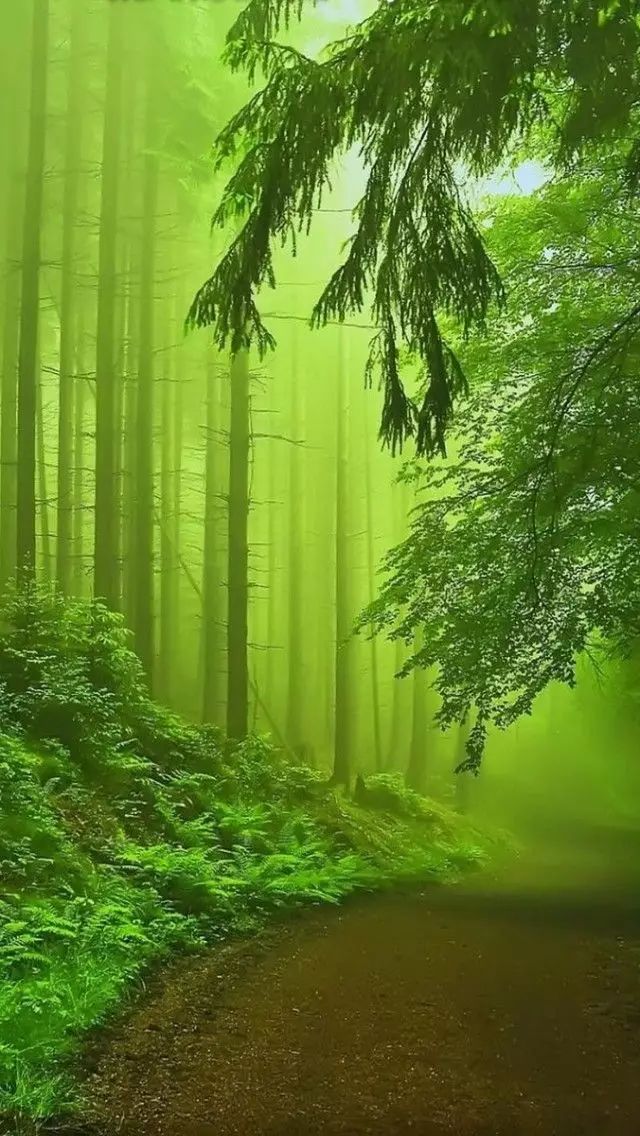 半山听雨古诗词（竹林听雨唯美句子赏析）