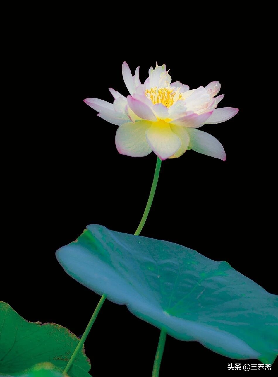 晓出净慈寺送林子方的诗意是什么（晓出净慈寺送林子方意思解释）