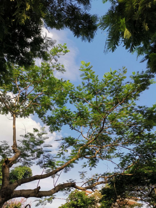 归园田居其二原文（归园田居其二陶渊明赏析）