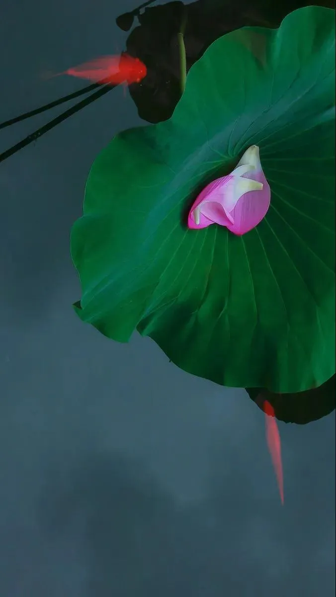 侧坐莓苔草映身的上一句是什么（小儿垂钓诗词赏析）