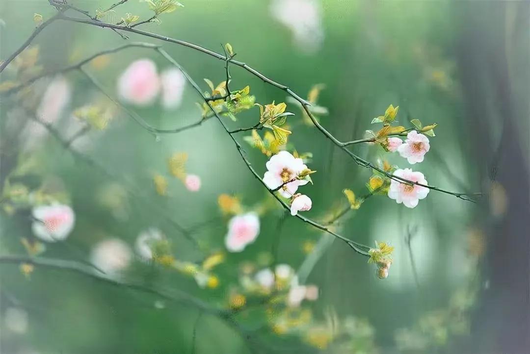 形容春天的句子唯美短句（赞美春天的名人名言）
