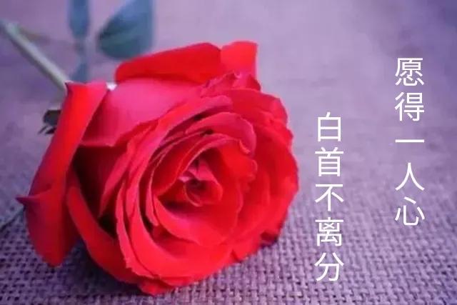 爱的宣言浪漫语句（最打动人的爱情宣言）