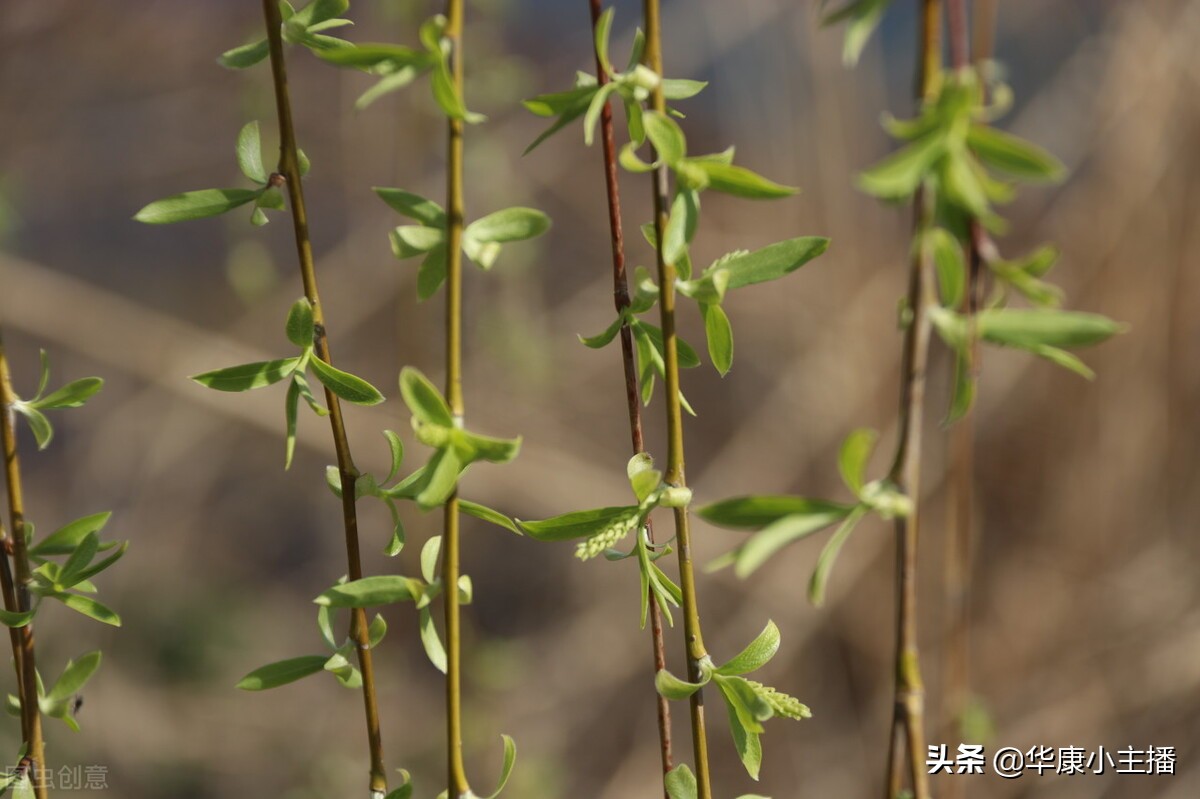 咏柳古诗的意思（咏柳的诗意和赏析）