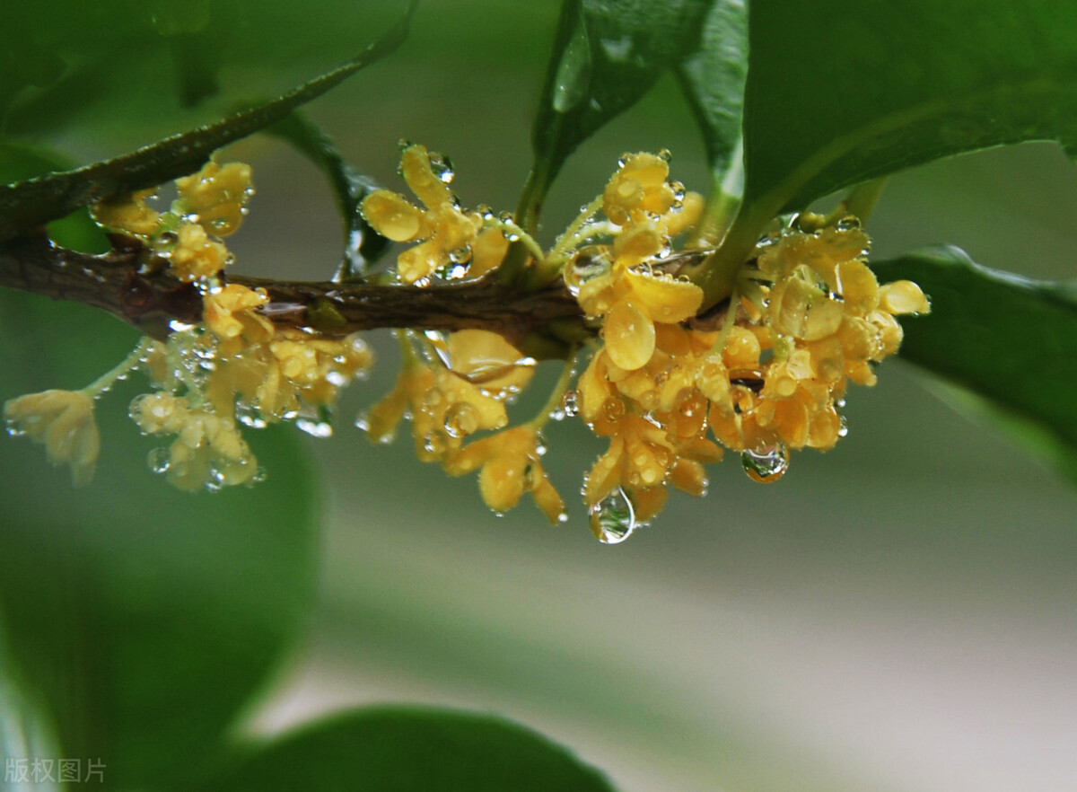 桂花香的诗句经典名句（桂花香的句子唯美短句）
